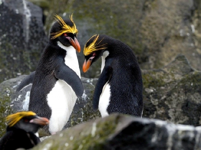 где находятся колонии Снэрских хохлатых пингвинов